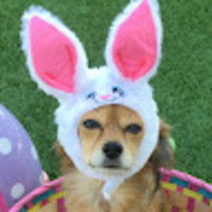 Meet your Posher, Rose